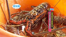 （圖／愛玩客）