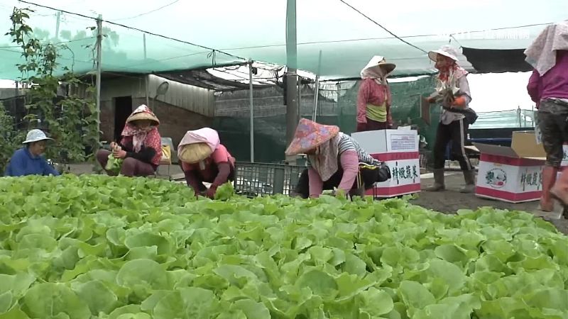 營養藏「黃金」　吃這些菜能增免疫力