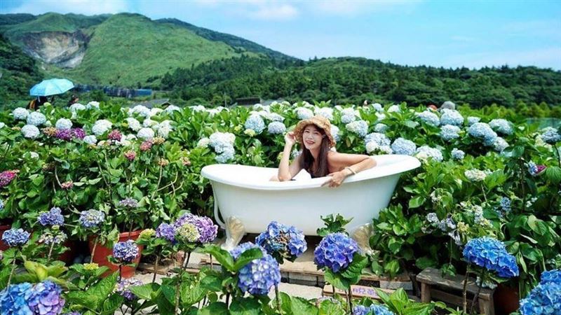 陽明山海芋繡球花　景點、美食、交通