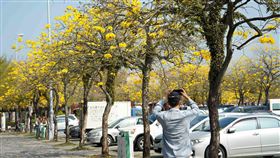 國道3號古坑服務區黃金風鈴木。（圖／高公局提供）