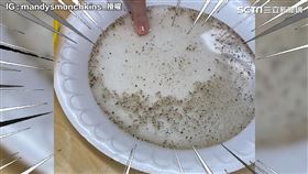 手沾肥皂水後胡椒秒退散。（圖／mandysmunchkins_IG授權）