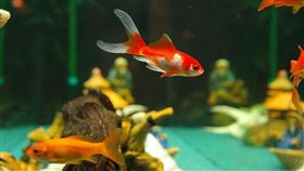 美國,金魚,魚缸。(圖/Pixabay)