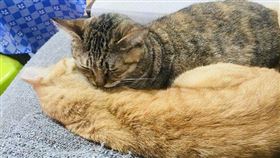 名家專用／寵物滔客誌（勿用）