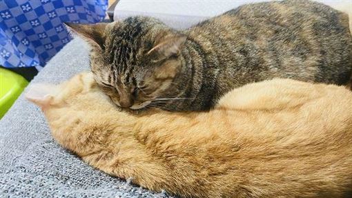 看著貓咪的好感情　你想念起閨密了嗎