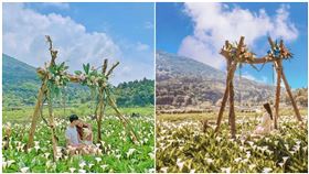 名陽匍休閒農莊,竹子湖,陽明山,海芋,（圖／IG授權提供）