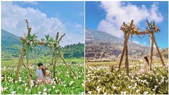 IG紅什麼／「陽明山海芋」提前盛開