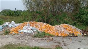 屏東,橘子,棄置,批發價,武漢肺炎,東港溪