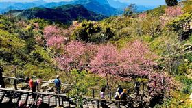 阿里山櫻花王開了！賞花抗疫有優惠　圖／阿里山國家風景管理處提供
