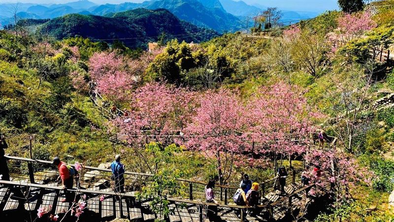 阿里山櫻花王開了！賞花抗疫有優惠