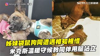 袋鼠狗同遭遇　米克斯教同伴用腳站立