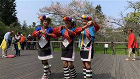 阿里山櫻王盛開　鄒族青年載歌載舞迎遊客阿里山森林遊樂區「櫻王」染井吉野櫻盛開，林管處表示，滿開的櫻花，將持續到3月底。鄒族青年在櫻王前載歌載舞，歡迎遊客到訪。（民眾提供）中央社記者蔡智明傳真　109年3月21日