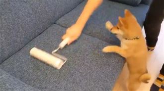 看到會動東西好嗨　「萌柴」雙手舉舉