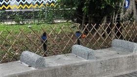 台灣藍鵲結果竟是藍白拖。（圖／翻攝自爆廢公社臉書）