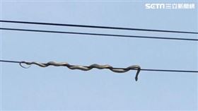 臭青母,蛇,消防,台南,下營