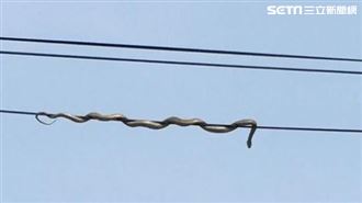 直擊／有蛇在空中甩　國小師生嚇破膽