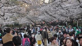 不畏疫情　東京賞櫻景點遊人如織日本東京上野恩賜公園櫻花怒放，受到武漢肺炎疫情影響，今年賞櫻客比去年少，但最近3天連假，湧入的遊客超乎預期。圖為21日的景象。中央社記者楊明珠東京攝 109年3月22日