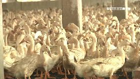 w蛋疫跌送鴨1200