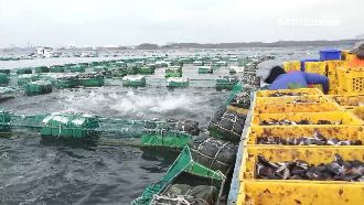 月燒40萬飼料錢　澎湖龍膽石斑滯銷