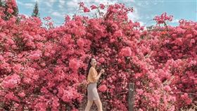 嘉義仁義潭九重葛秘境，ＩＧ授權提供