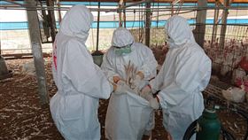 台南學甲再傳禽流感　撲殺702隻火雞台南市學甲區一處火雞場23日確診為H5N5高病原性禽流感，台南市動保處隨即完成702隻火雞撲殺銷毀作業。（台南市動保處提供）中央社記者楊思瑞台南傳真　109年3月23日