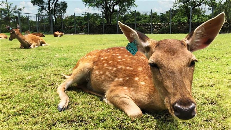 悶壞了？飯店結合「斑比山丘」餵鹿趣