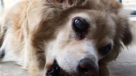 伴學子校園生活　彰中校犬文宗過世師生感傷國立彰化高中校犬「文宗」陪伴師生10個寒暑，如今因病過世，代替文宗向大家告別的彰中謝同學表示，彰中學生對文宗的感情很深，牠在前天往生，消息傳開，不管是畢業的學長姊或是在學學生，很多人都很難過。（彰中謝同學提供）中央社記者吳哲豪傳真　109年3月24日