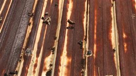 狗屎,屋頂,鄰居,反擊,歸還(翻攝自 爆怨公社)