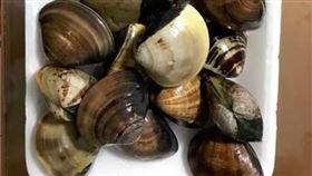 蛤蜊,石頭,真空,間諜(翻攝自 Dcard)