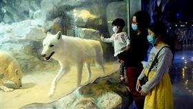 促消費下猛藥  中國多省市推出2.5天假期制疫情趨緩，中國風景區、遊樂園陸續開放復業，多個省市相繼推出「2.5天假期制」刺激消費。圖為廣州正佳極地海洋世界20日恢復營業，戴著口罩的遊客在觀賞北極狼。（中新社提供）中央社  109年3月25日