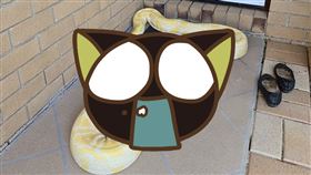 80KG黃金巨蟒闖家門　專家到場驚：27年來從沒看過…（圖／翻攝自Gold Coast and Brisbane Snake Catcher臉書）