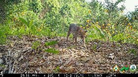 南投試辦友善石虎給付有成績　增納集集