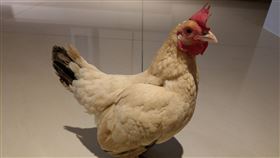 母雞,雞蛋,難過,下蛋,PTT　圖／翻攝自PTT