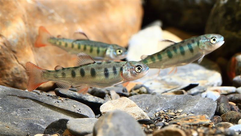 魚櫻花鉤吻鮭野外量破萬　創歷史新高