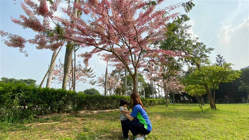 花旗木盛開　水道博物館成賞花秘境