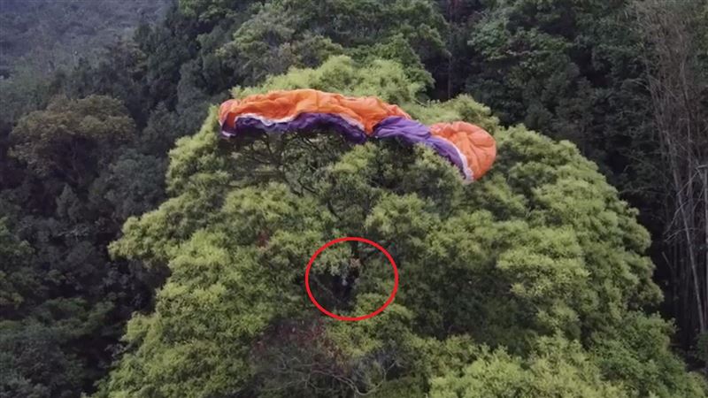 台版愛的迫降　飛行傘男糗掛樹頭待救