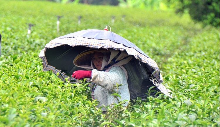 政院通過條例　農民可按月領退休金
