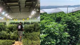 另類「災難財」？球星賣大麻銷量翻倍 武漢肺炎,NBA,大麻,Al Harrington,囤貨 翻攝自IG alharrington3