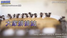 ▲螞蟻們吸取飼料時雙腳會微微擺動。（圖／臺灣蟻窟授權）