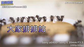 螞蟻搖擺雙腳餵食秀　網驚竟然很可愛