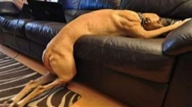 西班牙人為出門…租狗來遛！狗狗「一天被遛38次」累癱（圖／翻攝自推特）