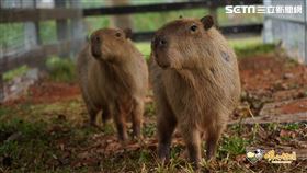 埔心牧場。（圖／埔心牧場提供）