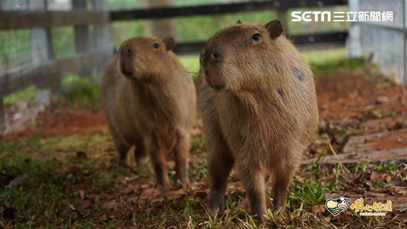 衝一波　到埔心牧場幫水豚夫婦慶蜜月