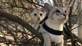 貓咪，樹
圖／翻攝自微博