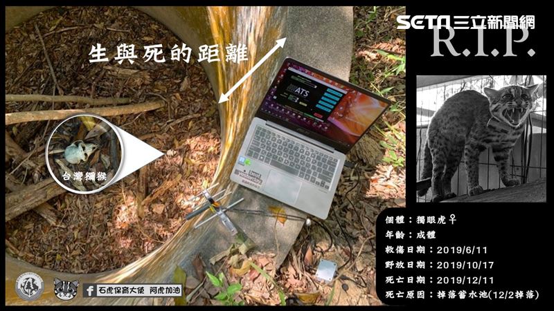 比路殺更要命！3石虎6猴餓死全因它