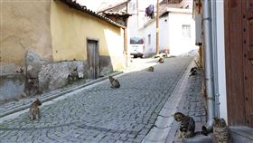 武漢肺炎衝擊 安卡拉堡只見群貓無遊客土耳其武漢肺炎確診病例數於25日跳增至近2500例，觀光景氣蒙受嚴重衝擊。首都地標之一的安卡拉堡一條小巷25日下午門可羅雀，只見小貓棲息沒有遊客。中央社記者何宏儒安卡拉攝  109年3月26日