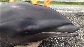 八仙洞海灘死亡鯨豚　確認弗氏海豚（2）台東縣長濱鄉八仙洞海灘26日被發現一隻死亡鯨豚，長約200公分，經台東縣政府農業處人員核對圖鑑，確認為弗氏海豚，死亡原因待鯨豚協會派員採樣調查。（海巡提供）中央社記者盧太城台東傳真　109年3月26日