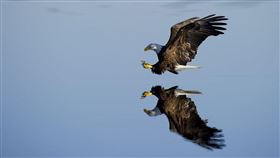 老鷹,鳥,猛禽（示意圖／翻攝自Pixabay）