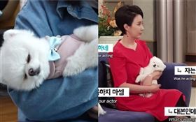  南韓狗演員伊歐今年2歲，在長篇電視劇《只走花路吧》飾演「黃珍妮」。（圖／翻攝自YouTube）