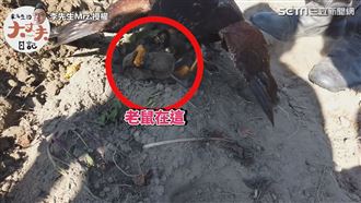 農民提倡有機遭鼠患　派老鷹獵12鼠