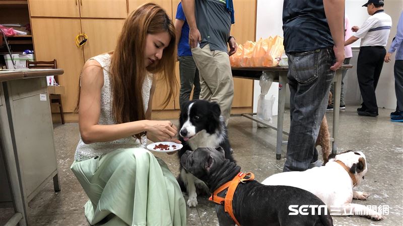 新北正妹獸醫師　拿手術刀不輸男獸醫